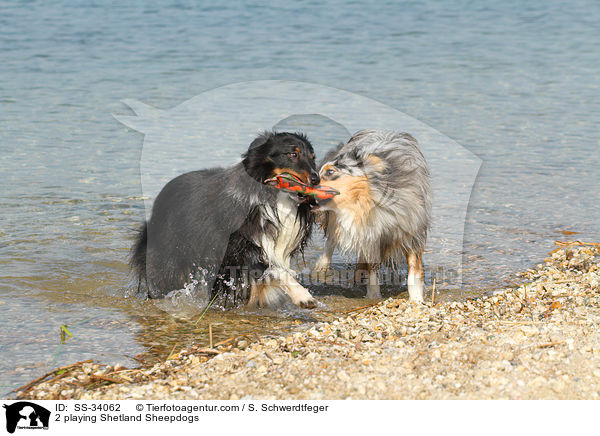 2 playing Shetland Sheepdogs / SS-34062