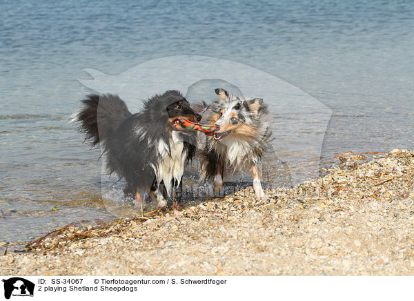 2 playing Shetland Sheepdogs / SS-34067