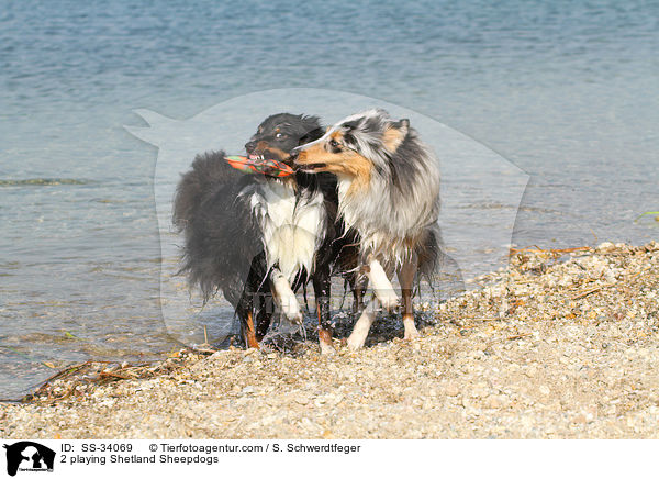 2 playing Shetland Sheepdogs / SS-34069
