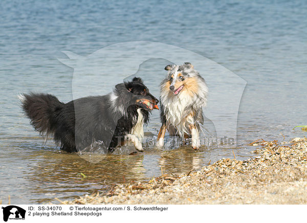 2 playing Shetland Sheepdogs / SS-34070