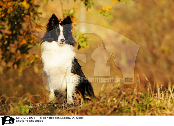 Sheltie / Shetland Sheepdog / AG-01994