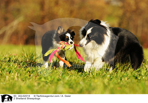 2 Shetland Sheepdogs / AG-02014