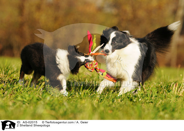 2 Shetland Sheepdogs / AG-02015