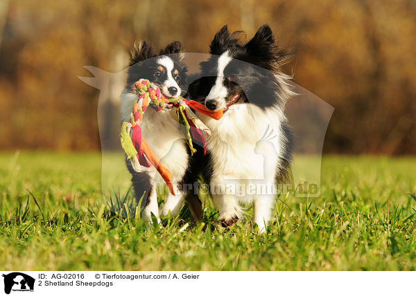 2 Shetland Sheepdogs / AG-02016
