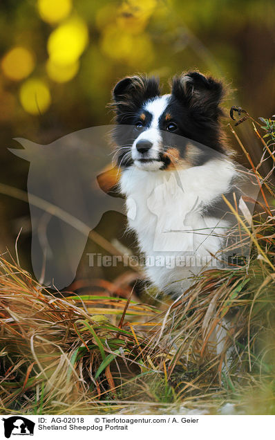 Sheltie Portrait / Shetland Sheepdog Portrait / AG-02018
