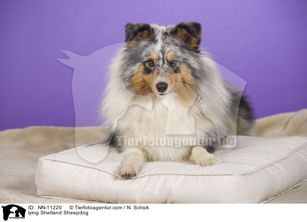 liegender Sheltie / lying Shetland Sheepdog / NN-11220