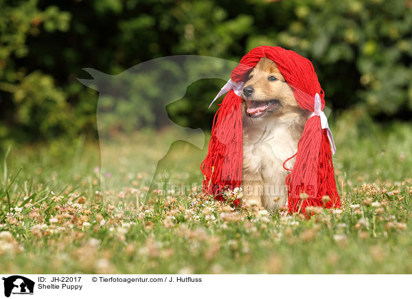 Sheltie Puppy / JH-22017