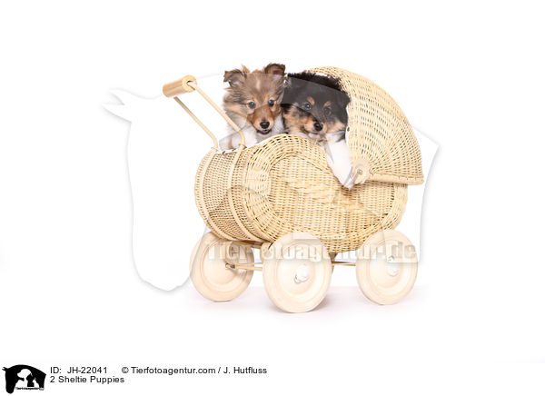 2 Sheltie Welpen / 2 Sheltie Puppies / JH-22041
