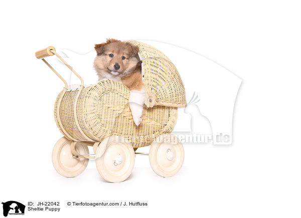 Sheltie Welpe / Sheltie Puppy / JH-22042