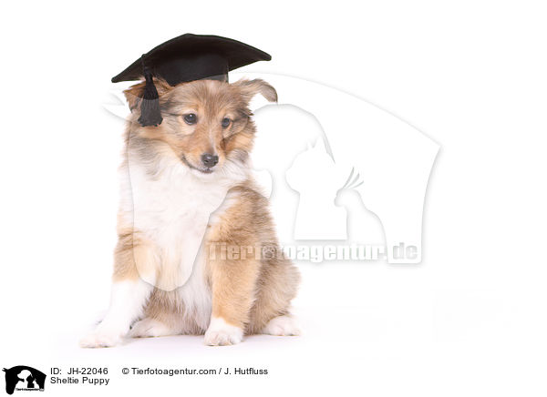 Sheltie Welpe / Sheltie Puppy / JH-22046