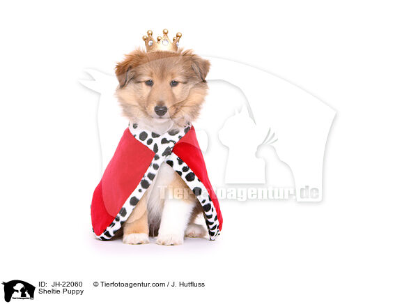 Sheltie Puppy / JH-22060
