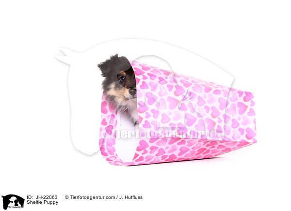 Sheltie Welpe / Sheltie Puppy / JH-22063