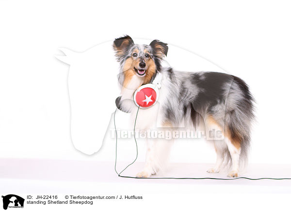 stehender Sheltie / standing Shetland Sheepdog / JH-22416