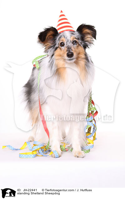 standing Shetland Sheepdog / JH-22441