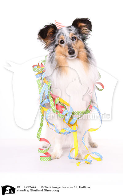stehender Sheltie / standing Shetland Sheepdog / JH-22442