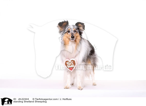 stehender Sheltie / standing Shetland Sheepdog / JH-22444