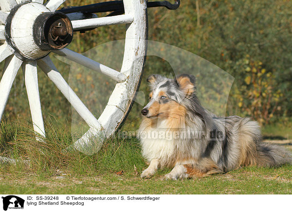 liegender Sheltie / lying Shetland Sheepdog / SS-39248