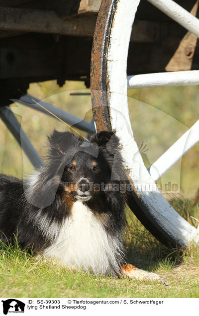 liegender Sheltie / lying Shetland Sheepdog / SS-39303