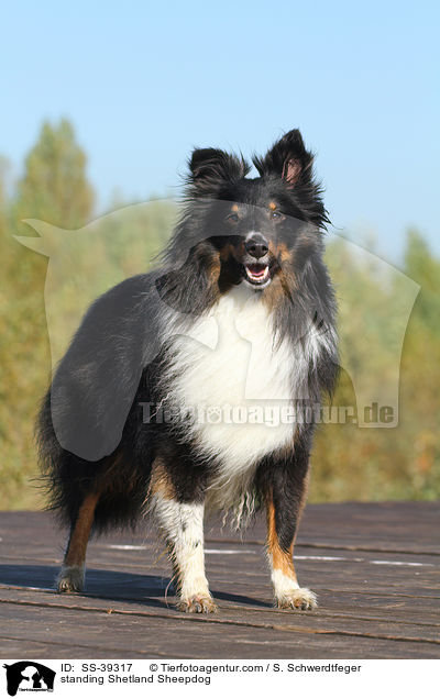 stehender Sheltie / standing Shetland Sheepdog / SS-39317