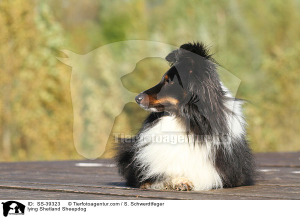 liegender Sheltie / lying Shetland Sheepdog / SS-39323