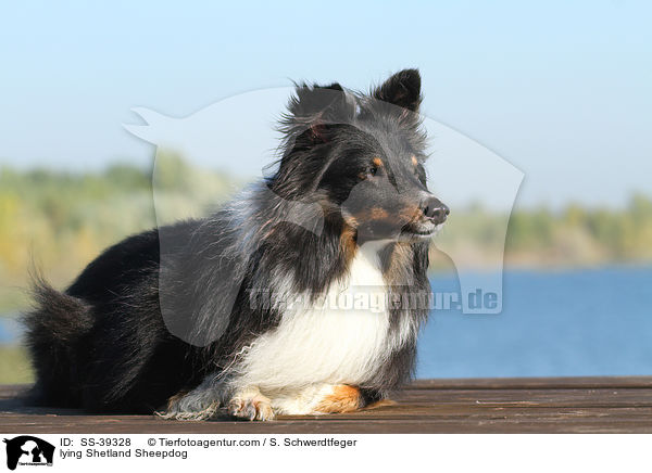 liegender Sheltie / lying Shetland Sheepdog / SS-39328