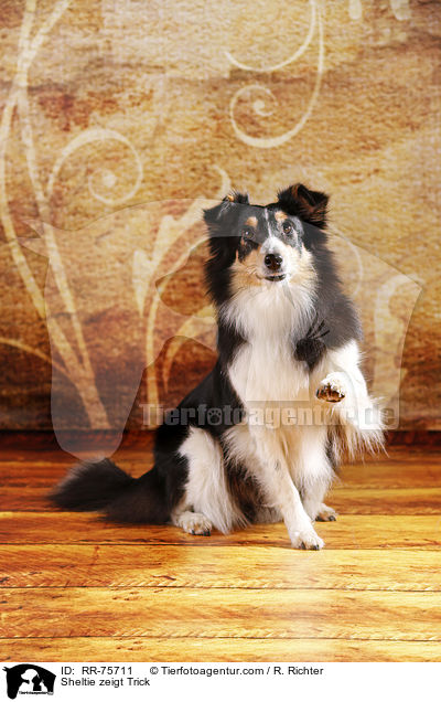 Sheltie shows trick / Sheltie zeigt Trick / RR-75711