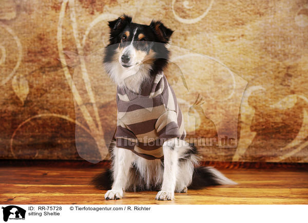sitzender Sheltie / sitting Sheltie / RR-75728