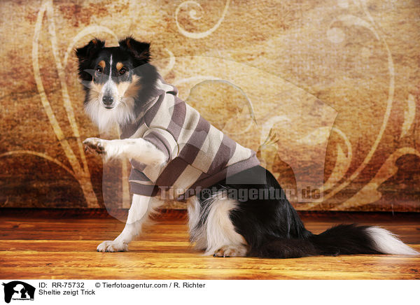 Sheltie shows trick / Sheltie zeigt Trick / RR-75732