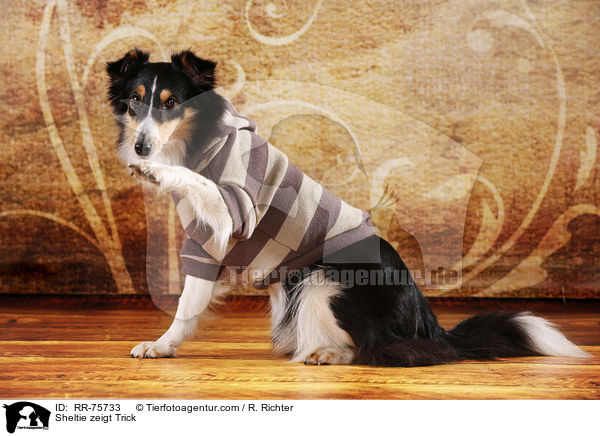 Sheltie shows trick / Sheltie zeigt Trick / RR-75733