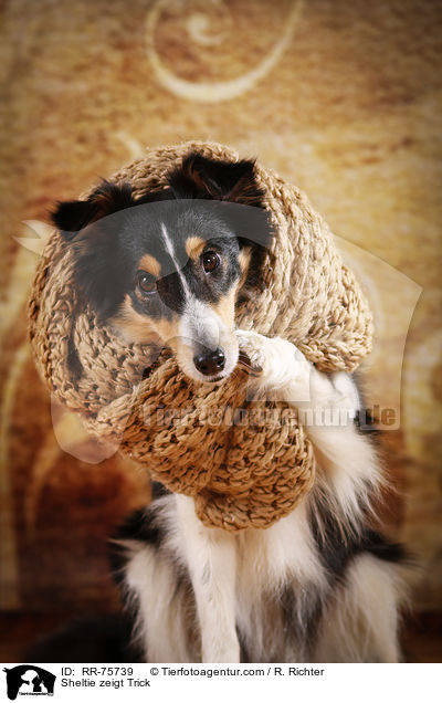 Sheltie shows trick / Sheltie zeigt Trick / RR-75739