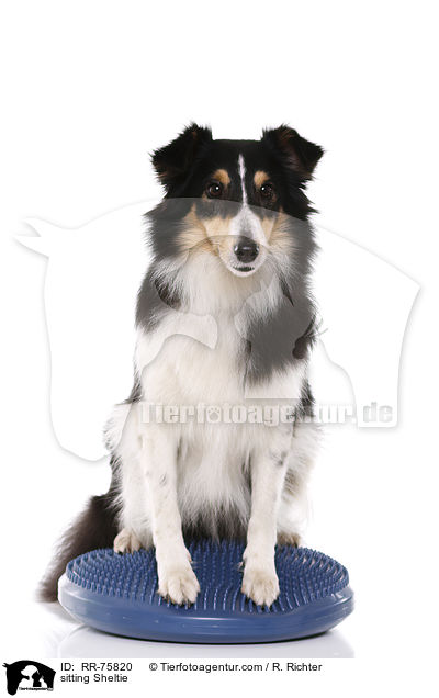 sitzender Sheltie / sitting Sheltie / RR-75820