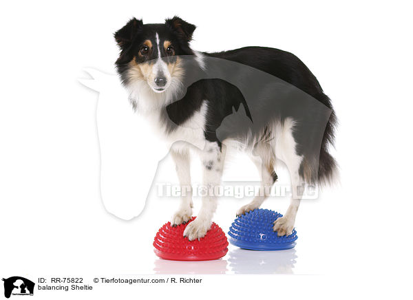 balancierender Sheltie / balancing Sheltie / RR-75822