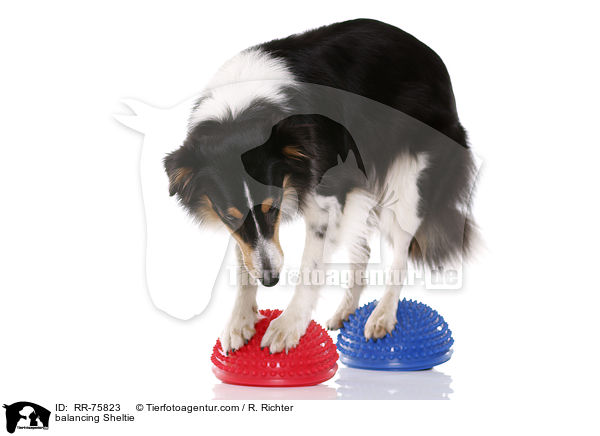 balancierender Sheltie / balancing Sheltie / RR-75823