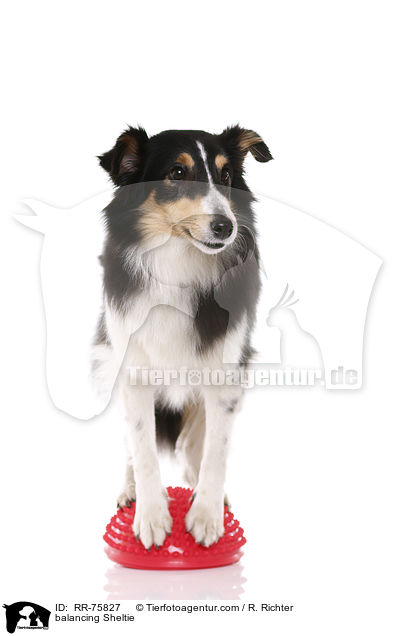 balancierender Sheltie / balancing Sheltie / RR-75827