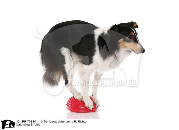 balancierender Sheltie / balancing Sheltie / RR-75830