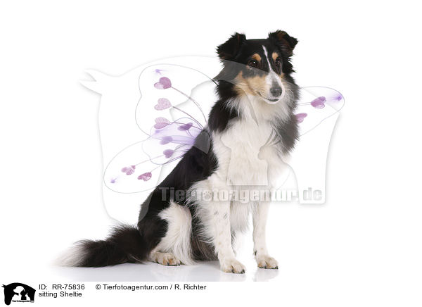 sitzender Sheltie / sitting Sheltie / RR-75836