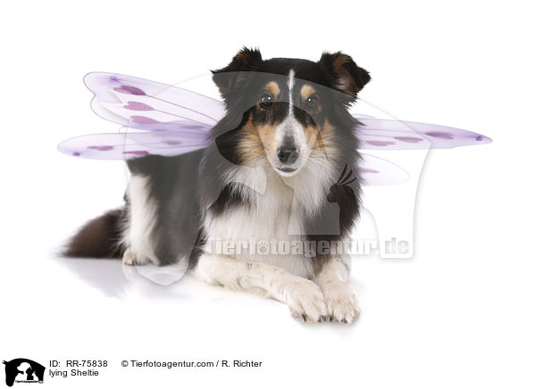liegender Sheltie / lying Sheltie / RR-75838