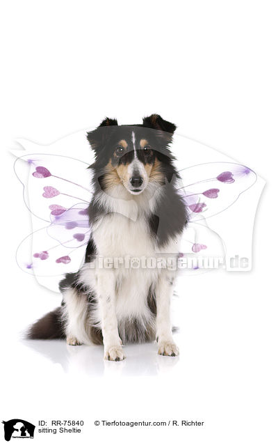 sitzender Sheltie / sitting Sheltie / RR-75840