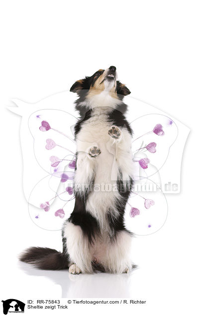 Sheltie shows trick / Sheltie zeigt Trick / RR-75843