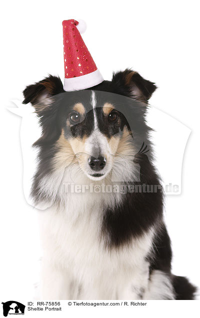 Sheltie Portrait / Sheltie Portrait / RR-75856