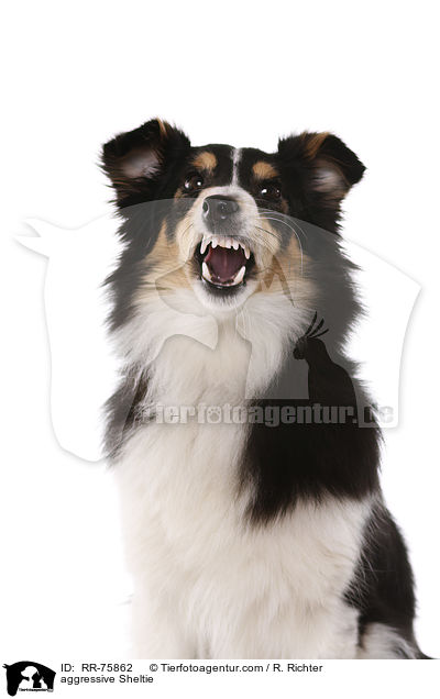 aggressiver Sheltie / aggressive Sheltie / RR-75862