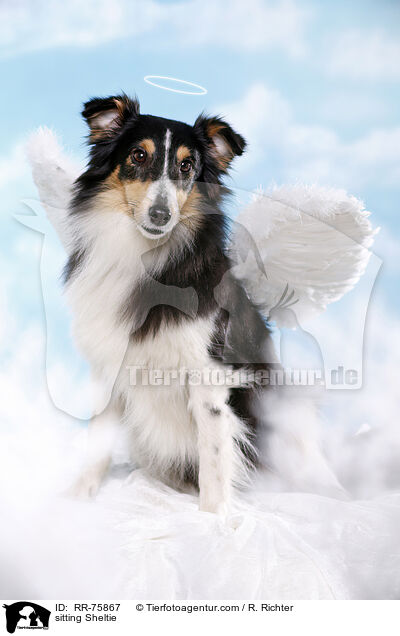 sitzender Sheltie / sitting Sheltie / RR-75867