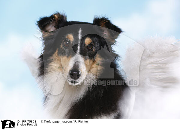 Sheltie Portrait / Sheltie Portrait / RR-75868
