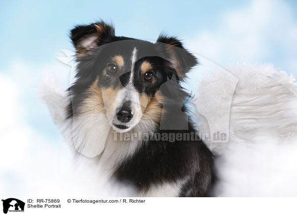 Sheltie Portrait / Sheltie Portrait / RR-75869