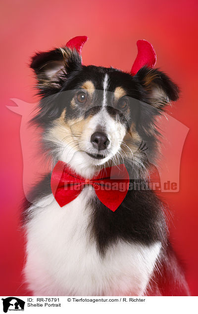 Sheltie Portrait / Sheltie Portrait / RR-76791