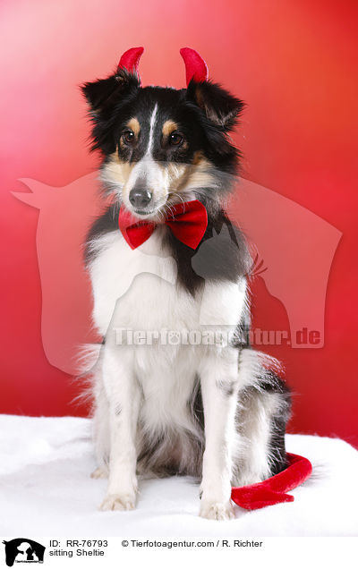 sitzender Sheltie / sitting Sheltie / RR-76793
