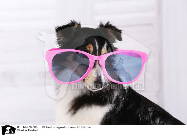 Sheltie Portrait / Sheltie Portrait / RR-76795