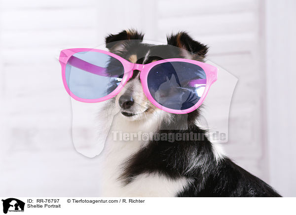 Sheltie Portrait / Sheltie Portrait / RR-76797