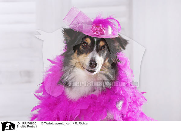 Sheltie Portrait / Sheltie Portrait / RR-76805