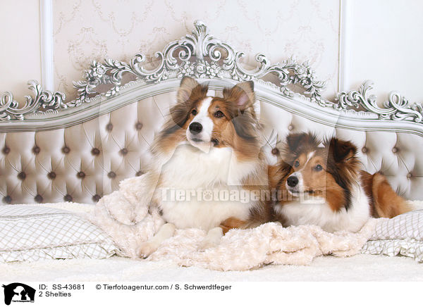 2 Shelties / 2 Shelties / SS-43681